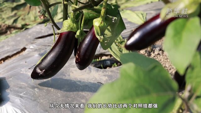 攻关蔬菜育种 丰富百姓“菜篮子”