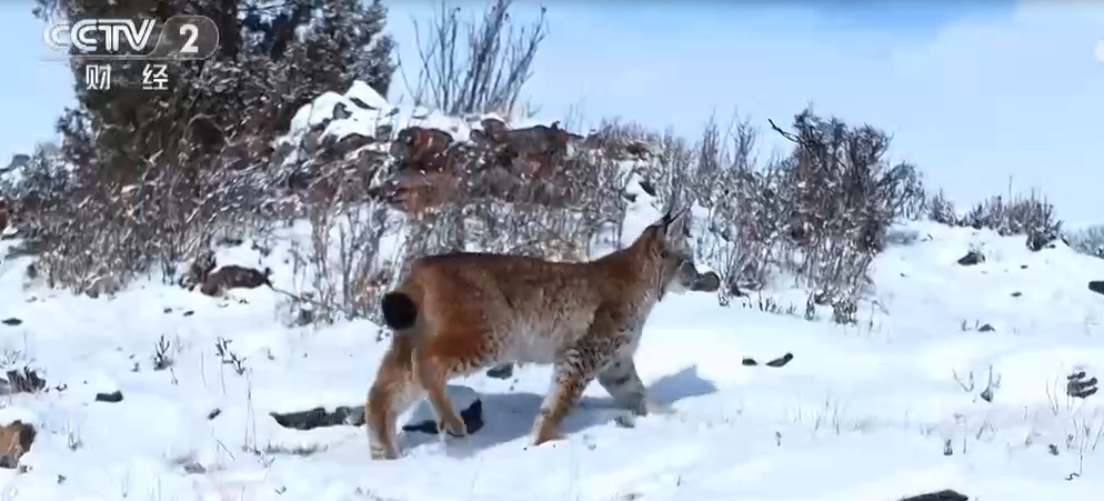 快讯,高清相机记录下猞猁雪山捕食画面