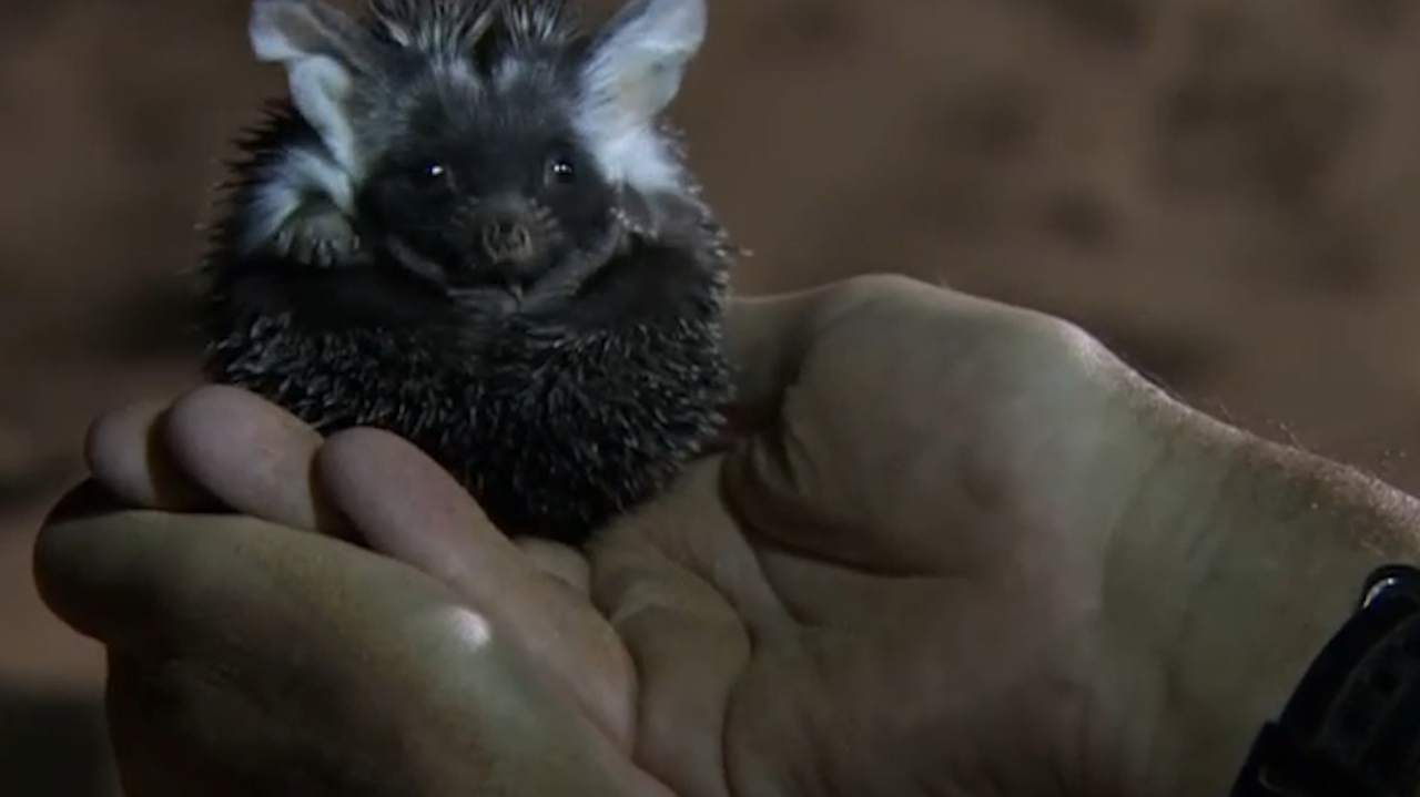 埃塞俄比亚刺猬超级可爱,它移动的速度非常快,以沙漠中的毒蛇和昆虫为