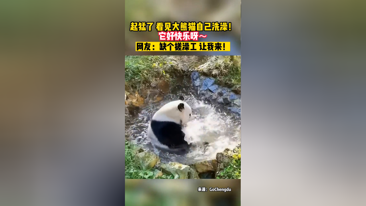 起猛了,看见大熊猫自己洗澡!它好快乐呀