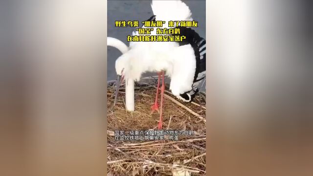 oriental white stork nesting in the south dongting lake gave
