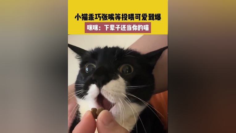 小猫乖巧张嘴等投喂可爱到爆,咪咪:下辈子还当你的喵