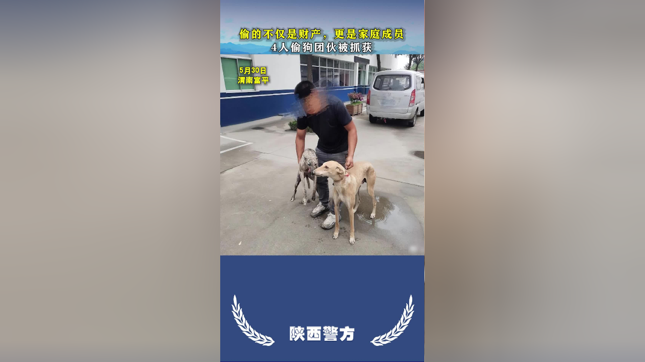 被偷狗的人有多伤心,偷狗的人想过吗?