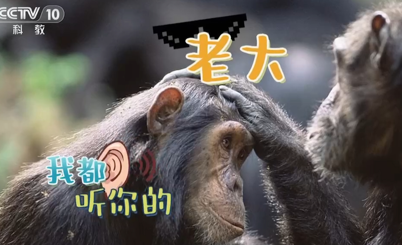 黑猩猩有小团体,雄性首领地位非常高,成员会对首领