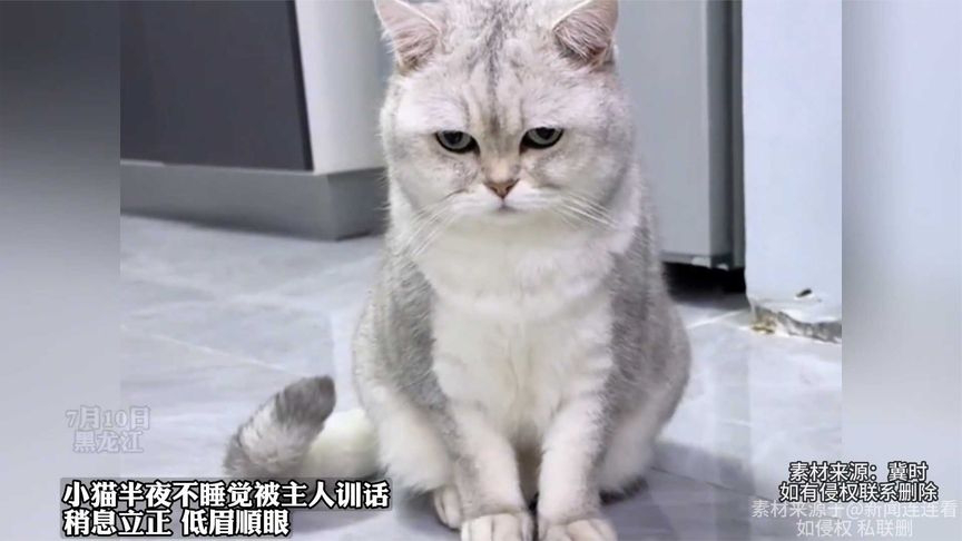 小猫半夜不睡觉被主人训话,稍息立正 低眉顺眼