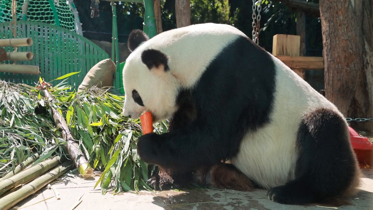 北京动物园 来这吸熊猫