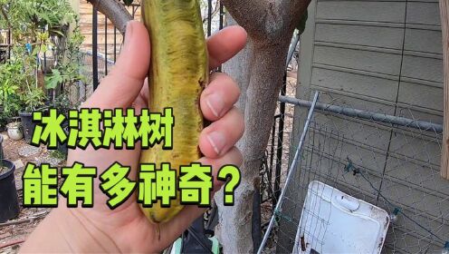长在树上的印加豆,果实如同冰淇淋,到底能有多奇葩?