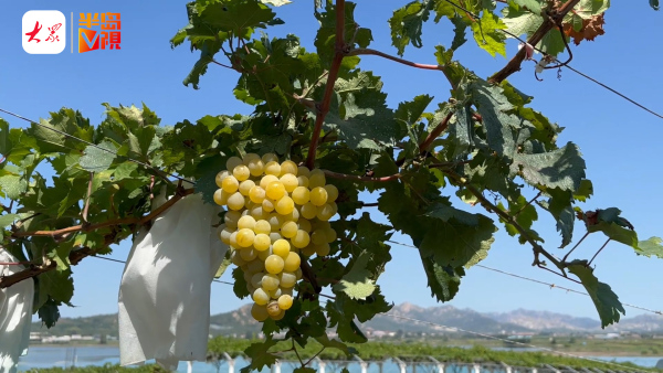 这里还有荔枝香,茉莉香葡萄