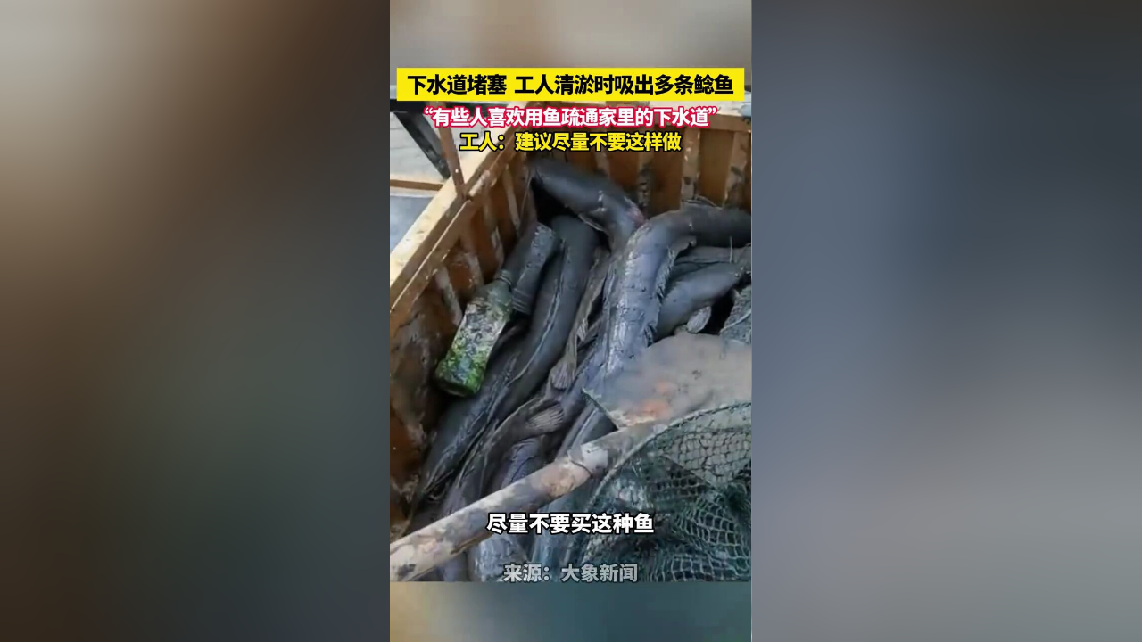 鲶鱼海兽图片