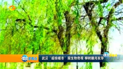武汉“超级暖冬”催发生物奇观  柳树腊月里发芽