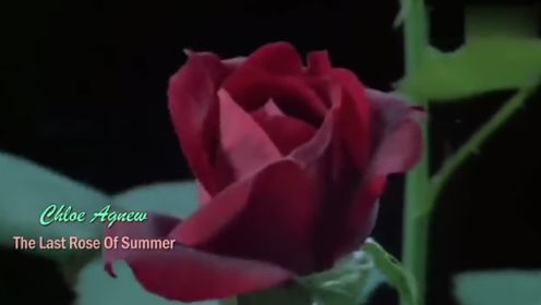 Chloe Agnew  《The Last Rose Of Summer》