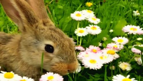Little Bunny Foo Foo Song for Kids | Bunny Song | Rabbit Song