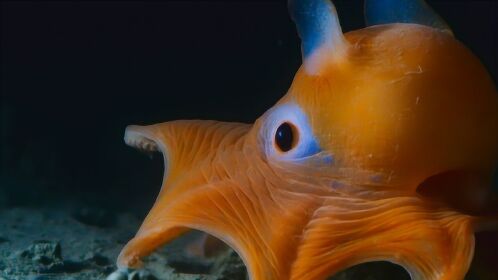 这应该是世界上最可爱的章鱼了,烙饼章鱼萌萌哒~_高清1080p在线观看