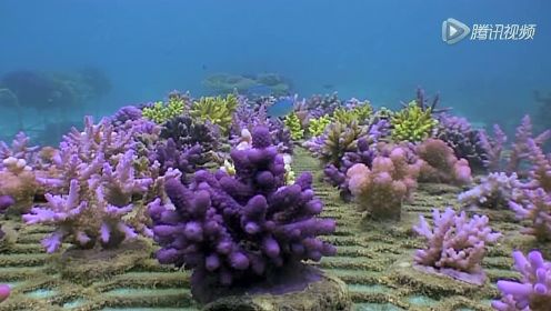 拯救珊瑚：为防绝种 太平洋岛民在海底人工种植珊瑚