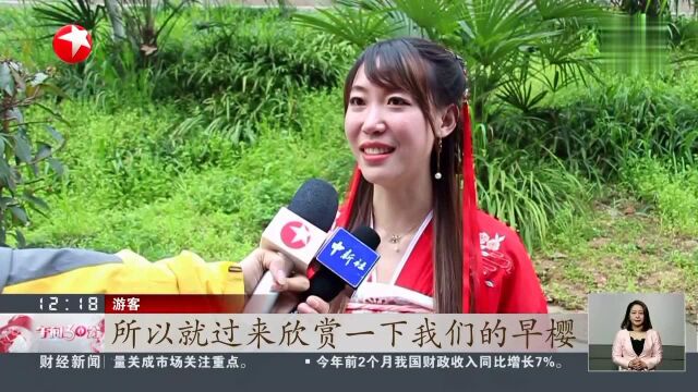 武汉大学樱花初绽 赏樱网络预约通道开启