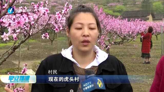 福安虎头村:“桃花经济”唱大戏 美了畲乡富了村民