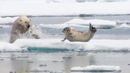 北极熊捕食海豹如“打地鼠” 海豹神出鬼没四处探头挑衅