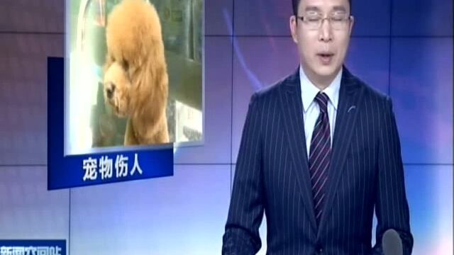 宿迁:春天宠物烦躁 小猫小狗“逗”不起