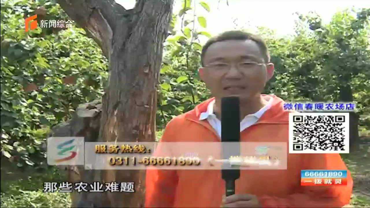 百年老梨树遭遇根腐病专家现场指导解决_高清1080P在线观看平台_腾讯视频