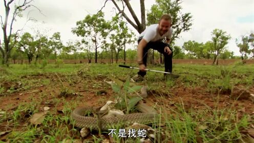 棕伊澳蛇：澳大利亚最臭名昭著的毒蛇，一次毒液200毫升