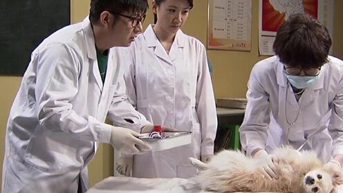 《天才进化论第二季》第5集02：吕兵兵给小狗做手术，郭明昊帮忙却晕倒了