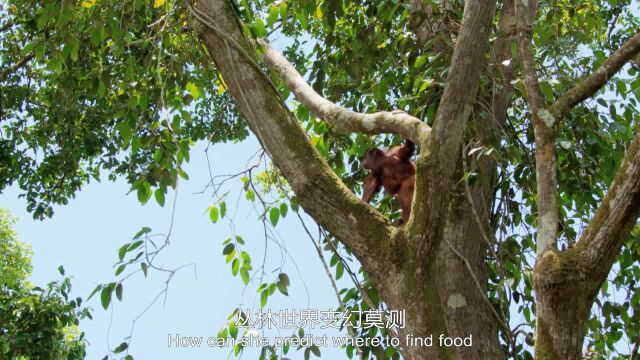 水深火热的星球(普通话版):红毛猩猩的生存竟然靠智力