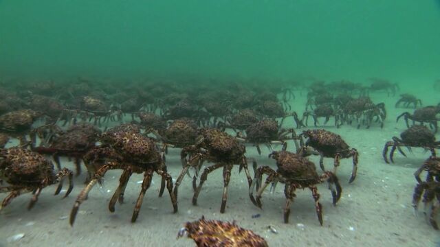 第8集:深海生物精彩片段