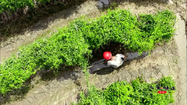 第7集 小吃:客家人用废弃的猪皮制成“金镶肉”精彩片段