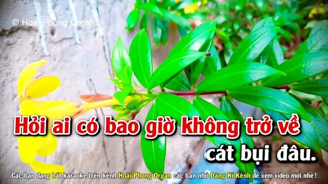 C㡴 Bụi Cuộc 䐡𛝩  Tone Nữ