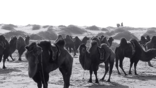 闻名内蒙古的快骆驼奔赴赛场，敢和骏马一较高下