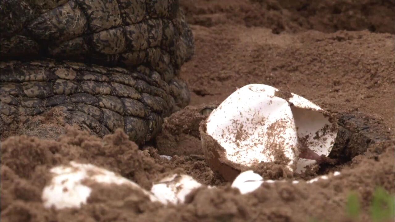 河马首领把粪便甩得到处都是,警告挑战者立即离开_腾讯视频