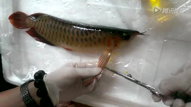 龙鱼修剪鱼鳍手术过程 尾巴 胸鳍 股鳍 腾讯视频