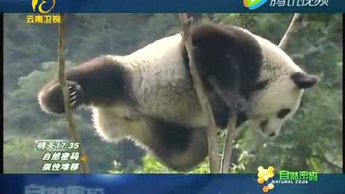 【大熊猫】自然密码——熊猫总动员1