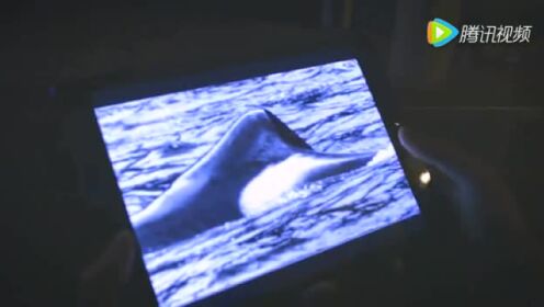 Looking for Killer Whales 26 Years After