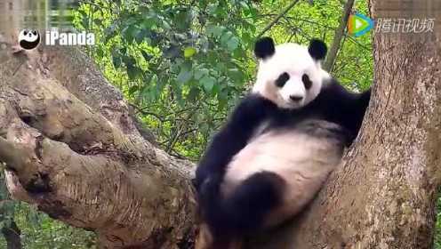 慵懒大熊猫的日常