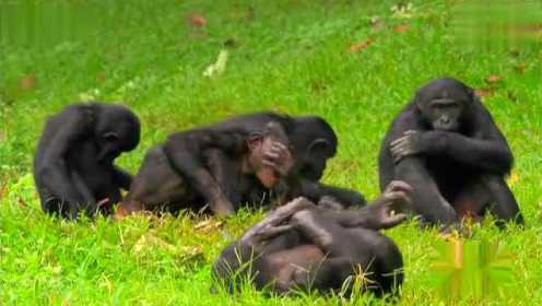 非洲倭黑猩猩的爱
