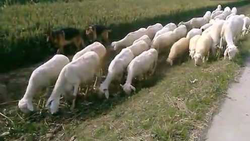 超聪明的德牧放羊 阻止羊群吃路边的庄稼