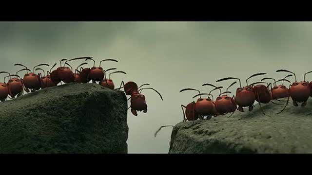蚂蚁大战蟑螂图片