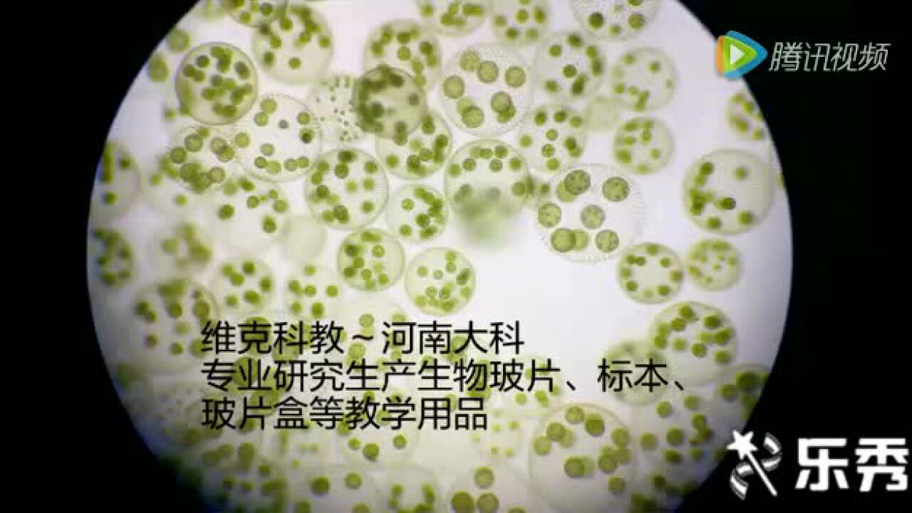 显微镜下的游动的团藻_高清1080P在线观看平台_腾讯视频