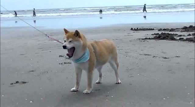 柴犬kabosu与大海,怕怕,跟着主银转圈圈