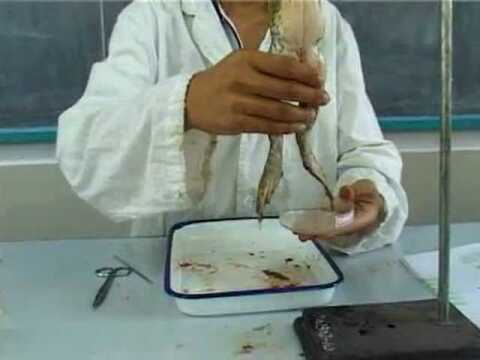 脊蛙实验初高中生物有关反射弧实验