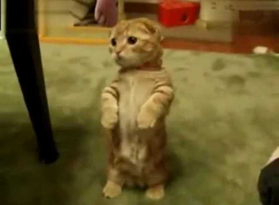 超可爱的站立小猫,萌萌的可爱_腾讯视频