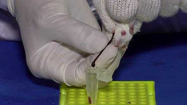 小白鼠抓取灌胃肌肉注射眼球采血及摘眼球基本操作技术