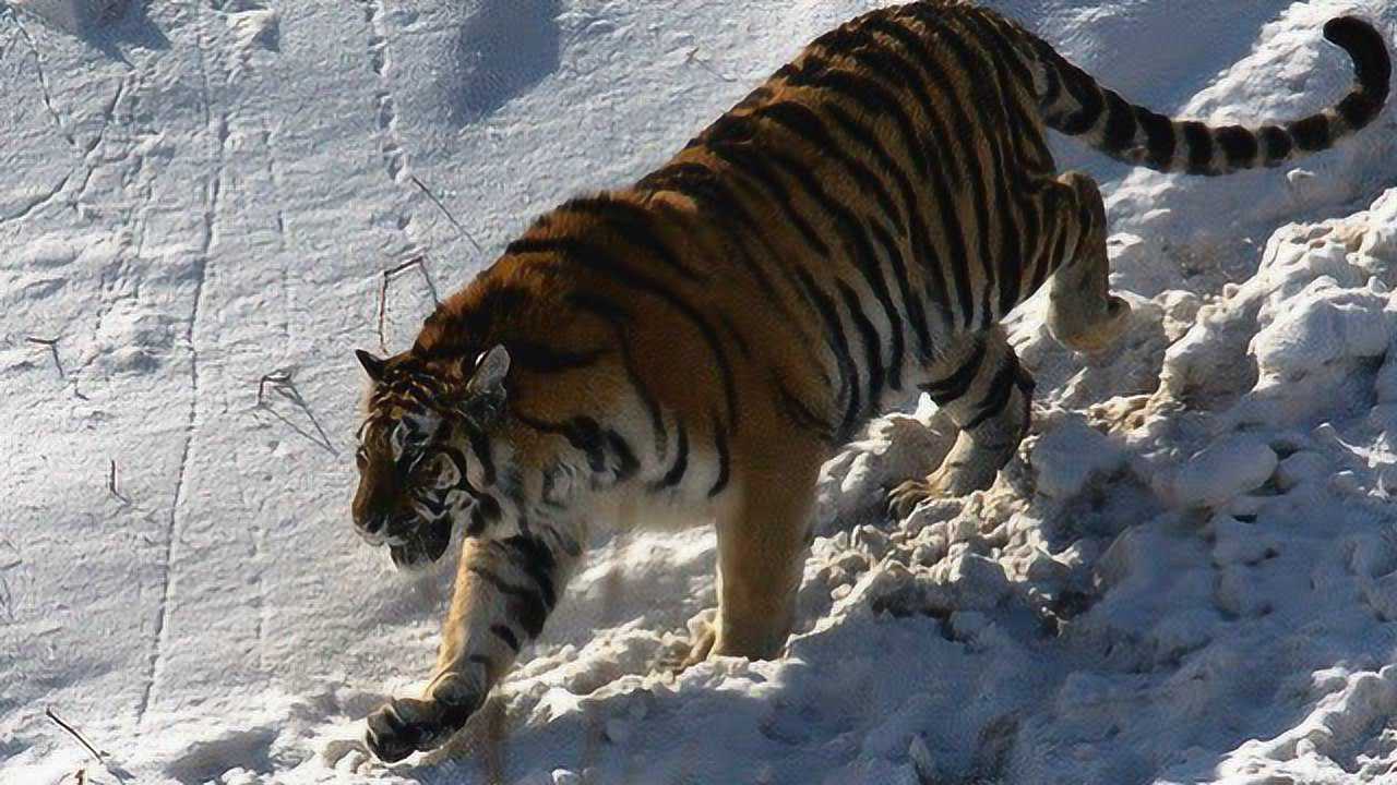 600斤野猪王挑衅东北虎老虎发怒一口咬断它的脖子