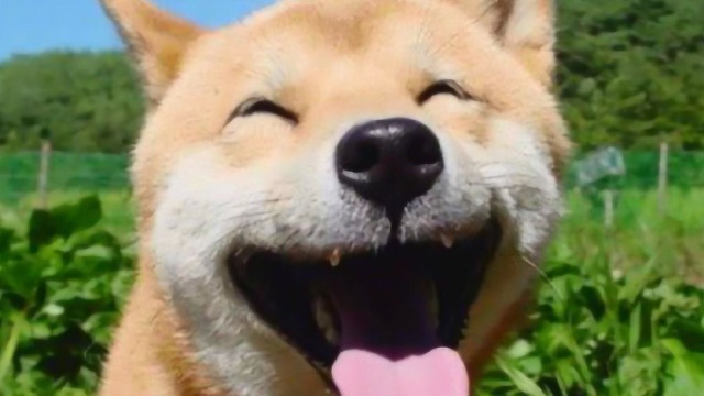 日本表情包柴犬北登去世:北登 谢谢你来过!