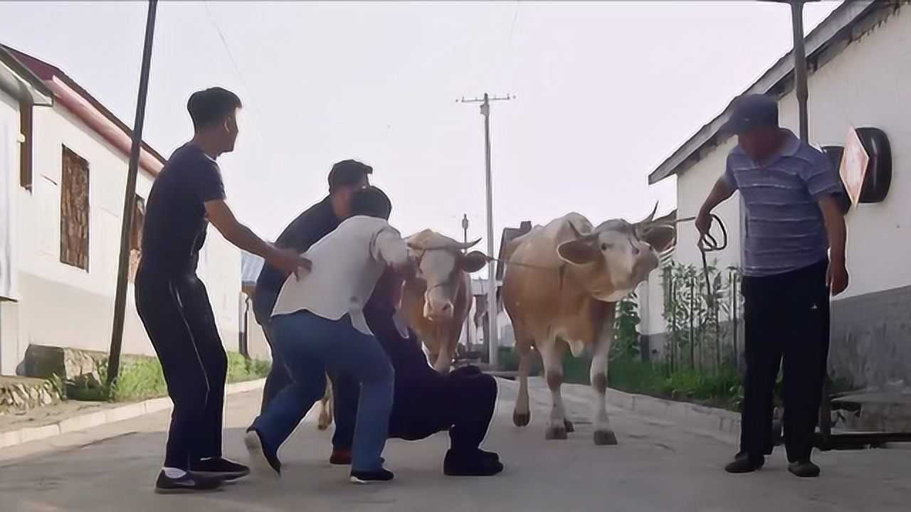 潘叔撒泼打滚欺耍无赖徒弟躺在地上结果差点被牛给踩了_高清1080P在线观看平台_腾讯视频