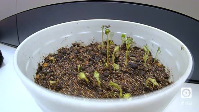 植物生长,指甲草成长过程