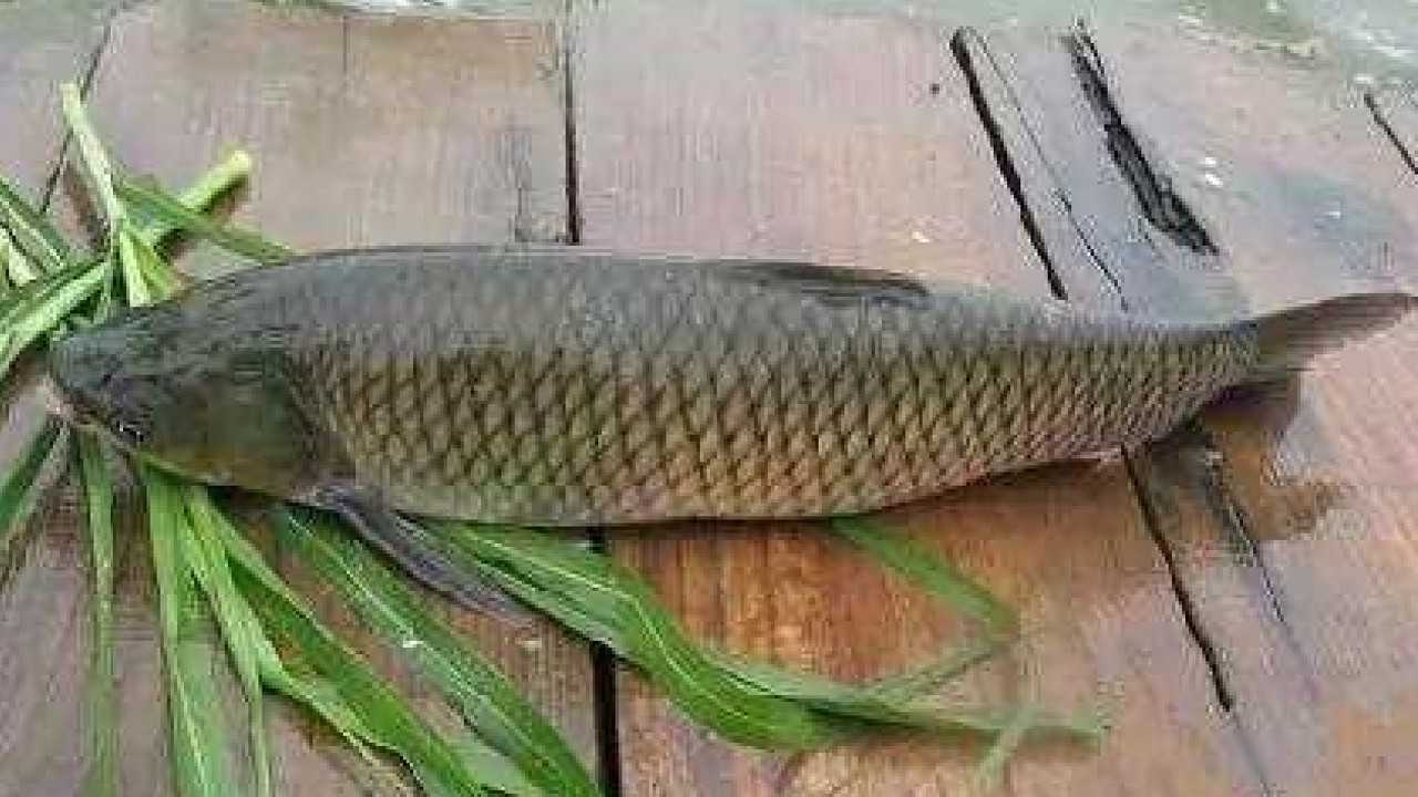 李大毛特殊蚯蚓挂法钓鱼农村大爷不要再找虐了