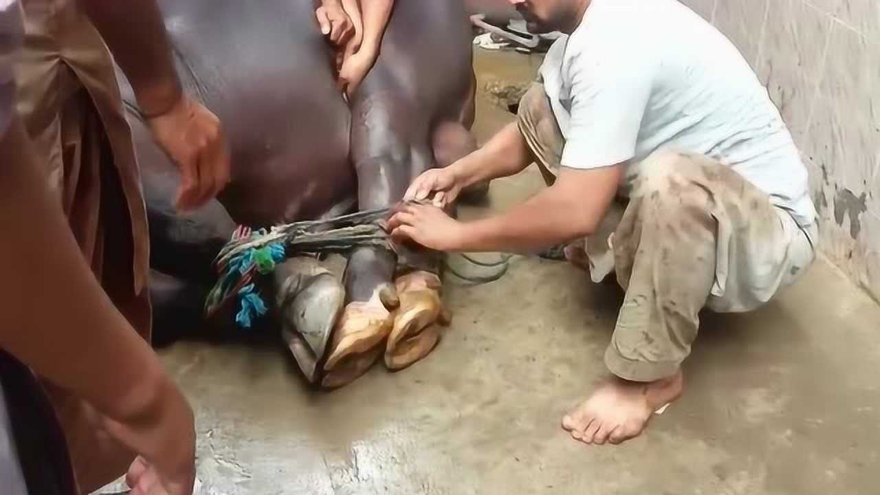 印度是这样杀牛的,你见过吗_腾讯视频