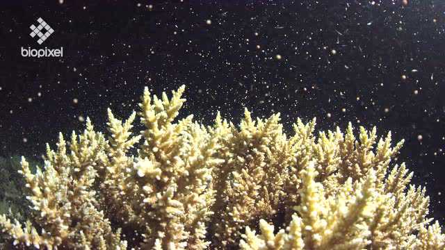 Explainer: mass coral spawning, a wonder of the natural world